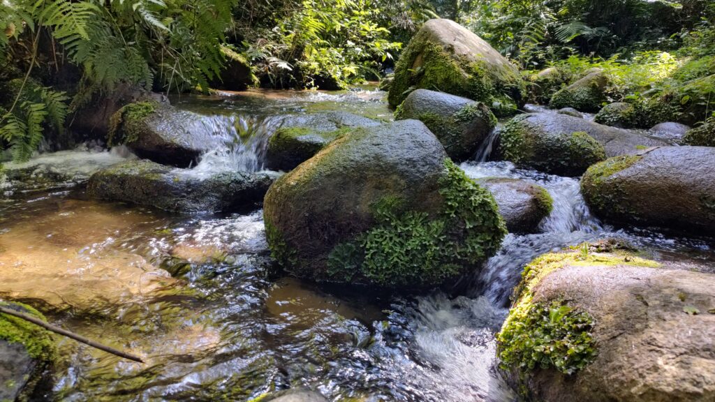 Img 20230208 095545429 Hdr 1 Parque Estadual De Campinhos, Em Tunas, Abre Os Portões Para A População